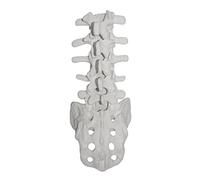 Human Lumbar Vertebrae Anatomical Model Human Lumbar Vertebrae Teaching Model for Science Education Study Demonstration Human Lumbalis Skeleton Anatomy Model with Sacrum School Medical Teaching Tool
