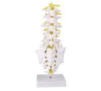Human Lumbar Vertebral Spine Model, Size Lumbar Teaching Model with Base, 1:1 Scale PVC Educational Anatomy Tool for Medical Students and Healthcare Professionals