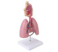 Human Lung Anatomical Display Model with Removable Heart, Respiratory System Teaching Tool for Students Study
