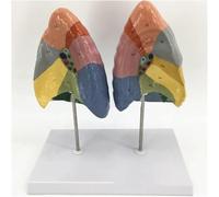 Human Lung Anatomical Model 1:1 Respiratory Lung, Lung Anatomical Model for Doctor-Patient Communication Tool/Teaching Tool