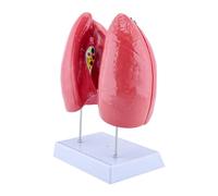 Human Lung Anatomy Model Anatomical Normal Lung Model with Removable Components for Clinical Teaching Demonstration PVC Anatomy