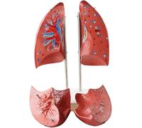 Human Lung Anatomy Model - Medical Science Human Anatomical Lung Segment Model Human Organ Anatomy Model Left And Right Model for Study Teaching Display,A