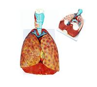 Human Lung And Respiratory System Model Human Lung Model Respiratory System Model with 51Parts Signs 7 Removable Parts L