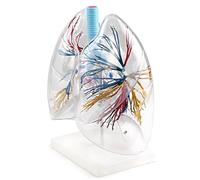 Human Lung Model - 3D Transparent Anatomy with Bronchus and Trachea Structure, 2X Magnification for Educational Demonstration