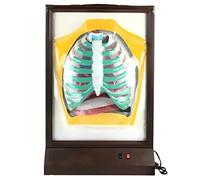 Human Lung Model - Biological Teaching Model for Educational Purposes