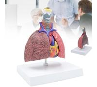 Human Lung Model, Human Respiratory System Model, 5-Parts Healthy Pathological Lung Comparison Larynx Heart Anatomy Model Removable Organs for Medical Study Display