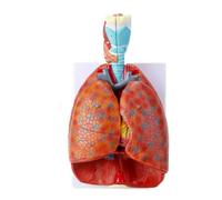 Human Lung Model Life-Size Adult Throat Larynx Heart & Lung Model with 7 Removable Parts and 51 Indication Signs for Medical Students Study Respiratory System Classrooms Display