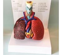 Human Lung Model, Life Size Laryngeal Heart and Lung Anatomy Model, 3 Removable Parts, Respiratory System Model, for Students Study Display Teaching Model.