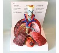 Human Lung Model, Respiratory System Model, 4 Removable Parts Life Size Lung Model, Lung Anatomical Model for School Classroom Teaching