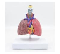 Human Lung Respiratory System Model - Normal And Pathological Lung Comparison - 7-Parts Removable Organs Anatomy Model