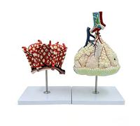 Human Magnified Lung Lubule and Alveolar Bronchus Anatomical Model with Digital Sign, Respiratory System Anatomical Model for Anatomy and Physiology Study Tools