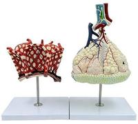 Human Magnified Lung Lubule and Alveolar Bronchus Model, Respiratory System Anatomical Model, for Anatomy and Physiology Study Tools