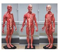 Human Male 60CM Resin Skull Anatomical Model Muscle Artistic Body Skeleton Meat Muscle Anatomy Superficial