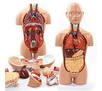 Human Male Female Torso Anatomical Model 45Cm Disassembled 16-Part 4D Human Organs Anatomy Visceral Anatomical Model Med