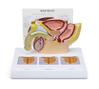 Human Male Pelvis Anatomy Model with 3D Prostate Frame - Medical Learning Resource for Education & Doctor's Offices