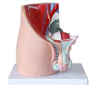 Human Male Reproductive Anatomical Model for Education | Anatomical Male Reproductive System Model for Education, Ideal for Medical Studies and Biology Classes