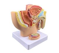 Human Male Reproductive System Anatomy Model,Male Pelvis Anatomical Model,Male Genital System Anatomical Model,Male Pelvis Model,Male Pelvis With Prostate Model,Pelvis Testicle Model W/Prostate