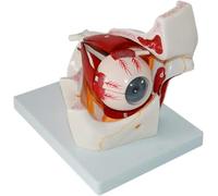 Human Medical Eye Anatomy Model, Orbital Magnification Model, Eyeball Anatomy Medical Teaching Aids, Showing Optic Nerve Cornea Iris Lens, for Medical Study Display