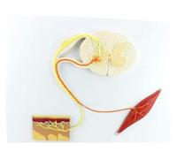 Human Medical Nerve Reflex arc Model Human Reflection Model Nerve Conduction Nervous System Anatomy Model anatomical, for Learning Science Classroom Study Display