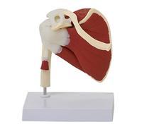 Human Model 3D Shoulder Joint Inner Muscle Shoulder Joint Model Real Adult Skeleton Model (With Main Muscles, Tendons An