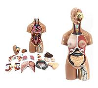 Human Model Anatomical Of 55 Cm The Torso Body, Organ 19 Pieces, Model, Medical