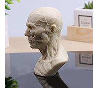 Human Model Anatomy Skull Head Muscle Bone Medical Art For The School