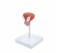 ＡＷＨＡＯ Human Model Detailed Model Realistic for Students, Research Facility, Life-size Bladder Model