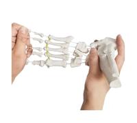 Human Model Human Body Bendable And Separated Foot Bone Model Ankle Joint Exercise Rehabilitation Demonstration Teaching Anatomy