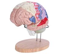 Human Model Latest Human Brain Model For Teaching Anatomical Model In Double Life Size For Learning Science Lessons