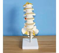 Human Model Manikin Teaching tools,Human Spine Spine Spine Composed of 5 Intervertebral Discs, Spinal Nerves and Coccyx, PVC Environmental Protection material