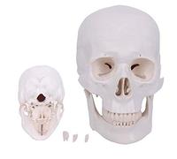 Human Model Manikin Teaching tools,Life Size Human Skull Model, Anatomical Model,teaching model