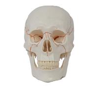 ＡＷＨＡＯ Human Model, Teaching Tool for The Study of Science, 20 × 14.5 × 17.5 Cm with Visible Sutures