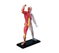 Human Muscle Anatomy Model Body Medical Science Model Anatomical Muscular System Model Study Tool for Education Teaching Skeleton Medical Teaching Tool