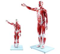 Human Muscle and Organ Model - 27-Part Half Life-Size Body with Removable Detailed Anatomy Figure Manual.Red