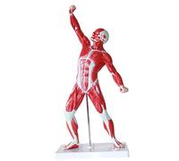 Human Muscle and Skeletal Anatomy Model for Medical Education and School Learning