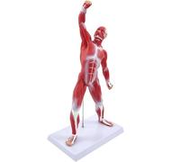 Human Muscle Model - 20" Miniature Muscular System Anatomy Figure for Physiology Study and Teaching Tool