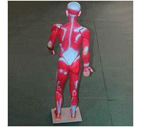 Human Muscle Model - 83CM Muscular System Model Medical Anatomical Muscle And Skeleton Model - Has Superficial Muscle Anatomy And Structure of The Body
