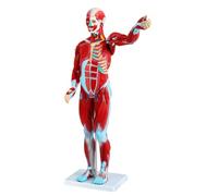 Human Muscle Model - Anatomical Figure with 27 Detachable Parts, Half Life Size Muscular System Anatomy Display for Educational and Medical Use