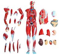 Human Muscle Model Detachable 27 Pcs Muscular Anatomy Model,Half Life Size Human Muscle and Organ Model,Muscular Model with Detachable Organs for Learning 80Cm