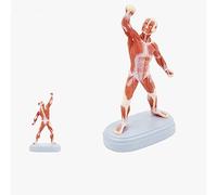 Human Muscle Model Figure - Durable Anatomy Educational Tool for Art | Realistic Human Muscle Model Figure - Durable Educational Anatomy Tool for Artists and Students in Medical Training