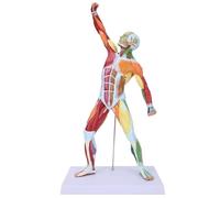 Human Muscle Model Multi-Color Muscular System Anatomy Model for Teaching, Art Reference, PVC Anatomical Torso with Visible Superficial Muscles