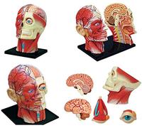 Human Muscle Nerve Head Anatomical Model 4D Vision 12 Pieces Detachable Head Puzzle Toy Science Teaching Tool 13.3 * 7 * 13cm