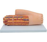 Human Muscle Tissue Anatomy Model, Enlarged Cell Ultrastructural Organ Model, Microanatomy Muscle Fiber Models with Digital Tag Detailed and Clear, for Medical Teaching Demonstration.
