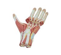 Human Muscular Anatomical Model Removable Hand Muscle Nerve Blood Vessel Model Teaching for Lab Equipment Ornament Teaching molds