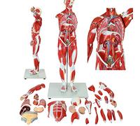 Human Muscular Anatomy Model 80Cm Human Muscle Organ Model 27-Part Muscular Figure with Removable Organs And Muscle Anat
