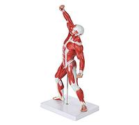 Human Muscular Figure,Muscular Anatomy Model,Human Muscle And Organ Model,Muscle Model With Stand,Muscular System Model, For Learning