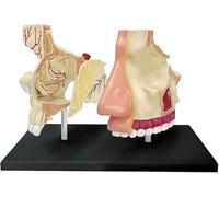 Human Nasal Cavity Anatomical Model, Nose Anatomy Model for Medical Teaching, Science Classroom Study Display