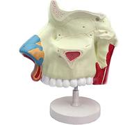 Human Nasal Cavity Anatomy Model for Healthcare use Education - Detailed Otolaryngology Respiratory Endoscope Training Aid