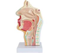 Human Nasal Cavity Anatomy Model Oronasopharynx Sagittal Nose Model Otolaryngology Teaching Model Teaching Model, Larynx Model 3D with Digital Labeled and Base and Clear Texture