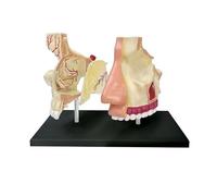 Human Nasal Cavity Model Anatomy Medical Model 4D Anatomical Nasal Cavity Model Human Laryngeal Model For Science Classroom Study Display Teaching Medical Model